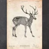 Hirsch skelett | Codex Anatomicus Outlet