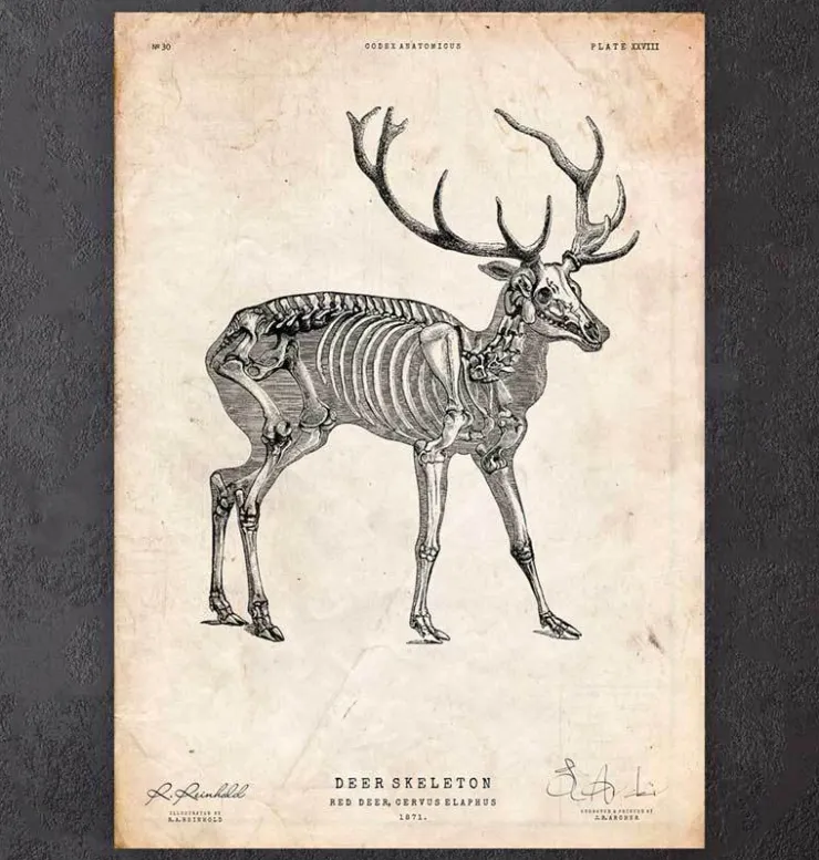 Hirsch skelett | Codex Anatomicus Outlet