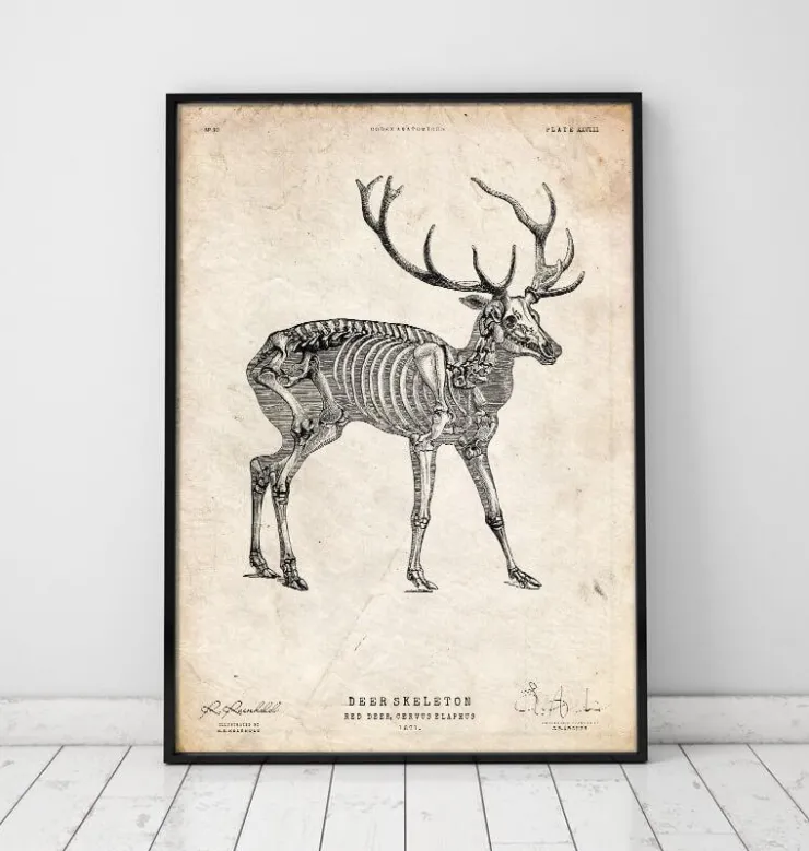 Hirsch skelett | Codex Anatomicus Outlet
