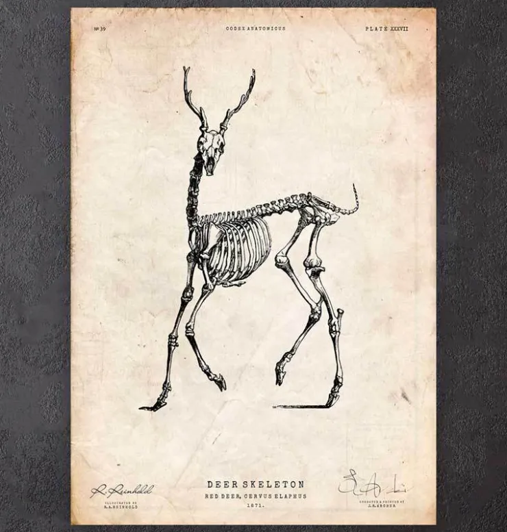 Hirsch Skelett II | Codex Anatomicus Best