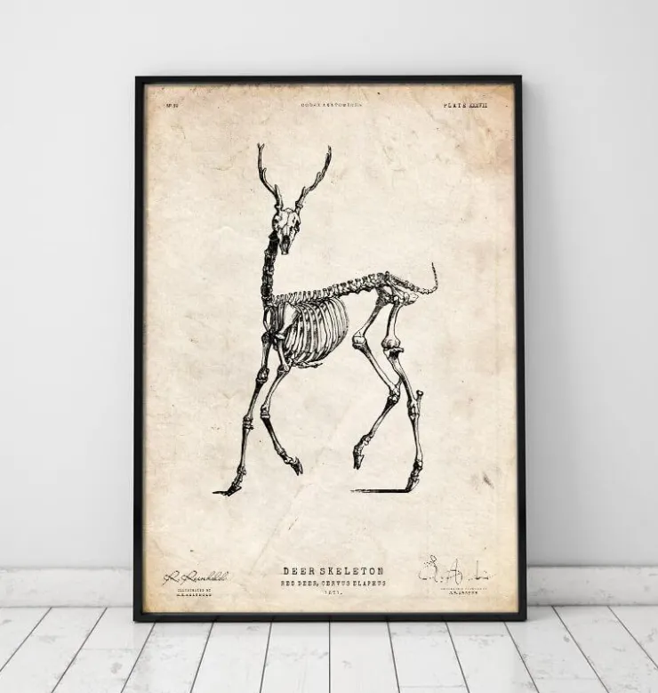 Hirsch Skelett II | Codex Anatomicus Best