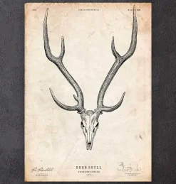 Hirschschädel II | Codex Anatomicus Online
