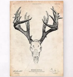 Hirschschädel Kunst | Codex Anatomicus Hot