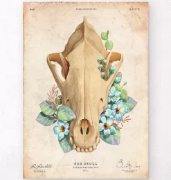 Hundeschädel - Floral - Vintage | Codex Anatomicus Outlet