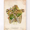 Interkostalnerv - Floral - Vintage | Codex Anatomicus Online