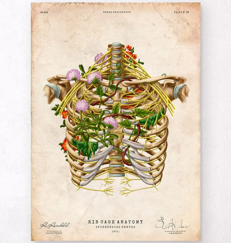 Interkostalnerv - Floral - Vintage | Codex Anatomicus Online