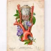 Kehlkopf, Schilddrüse und Aorta - Altes Papier | Codex Anatomicus Online