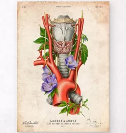 Kehlkopf, Schilddrüse und Aorta - Altes Papier | Codex Anatomicus Online