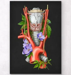 Kehlkopf, Schilddrüse und Aorta - Aquarell - Schwarz | Codex Anatomicus Sale