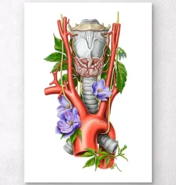 Kehlkopf, Schilddrüse und Aorta - Aquarell - Weiß | Codex Anatomicus Best
