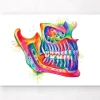 Kiefer Anatomie - Aquarell | Codex Anatomicus Online