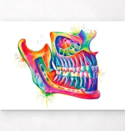 Kiefer Anatomie - Aquarell | Codex Anatomicus Online