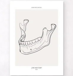 Kiefer Anatomie - Line-Art | Codex Anatomicus Online
