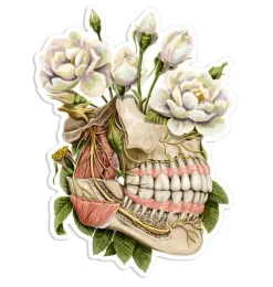 Kiefer Anatomie Aufkleber - Floral | Codex Anatomicus Discount