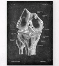 Knie Anatomie - Chalkboard | Codex Anatomicus Hot