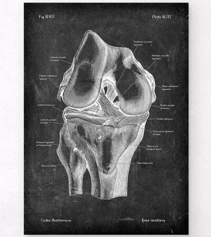 Knie Anatomie - Chalkboard | Codex Anatomicus Hot