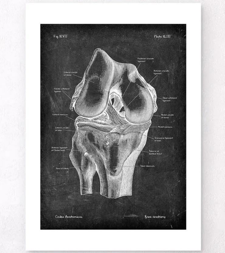 Knie Anatomie - Chalkboard | Codex Anatomicus Hot