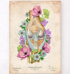 Knie Anatomie - Floral - Vintage | Codex Anatomicus Online