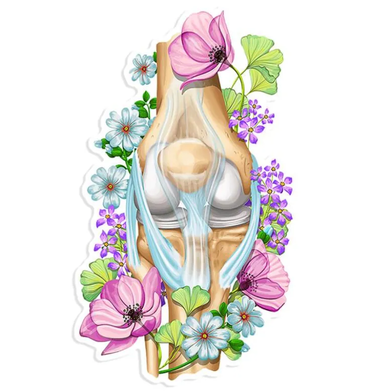 Knie Anatomie Aufkleber - Floral | Codex Anatomicus Outlet
