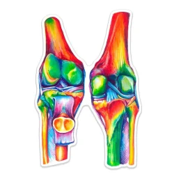 Knie Anatomie Aufkleber - Aquarell | Codex Anatomicus Outlet