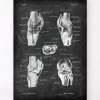 Knie Anatomie II - Chalkboard | Codex Anatomicus Clearance