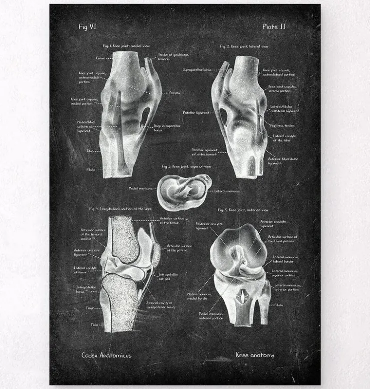 Knie Anatomie II - Chalkboard | Codex Anatomicus Clearance