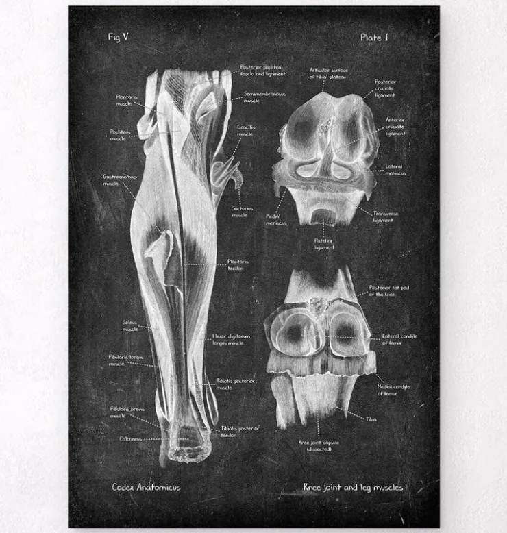 Kniegelenk und Beinmuskeln - Chalkboard | Codex Anatomicus Best