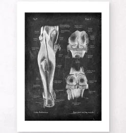 Kniegelenk und Beinmuskeln - Chalkboard | Codex Anatomicus Best