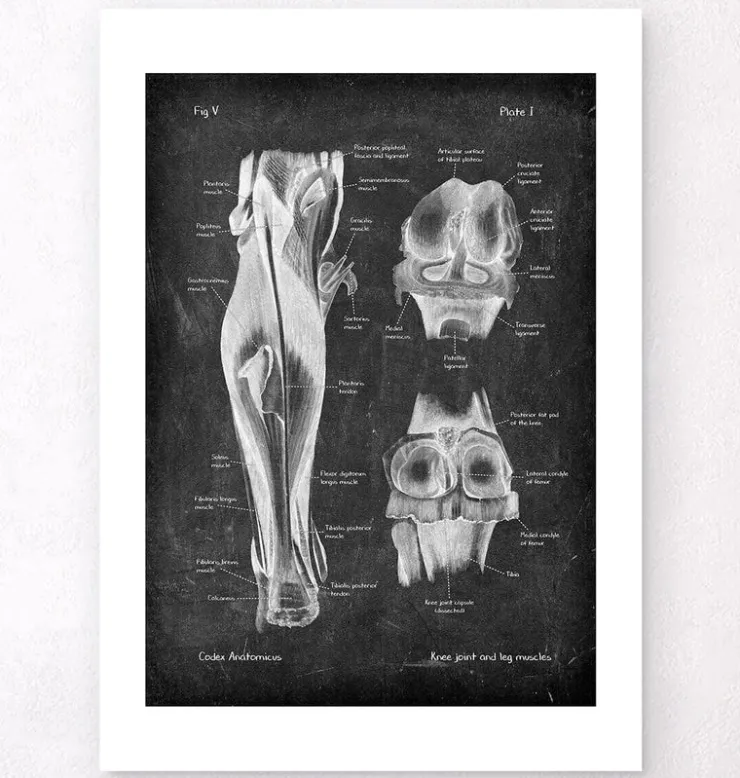 Kniegelenk und Beinmuskeln - Chalkboard | Codex Anatomicus Best