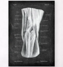 Kniekehle Anatomie - Chalkboard | Codex Anatomicus Online