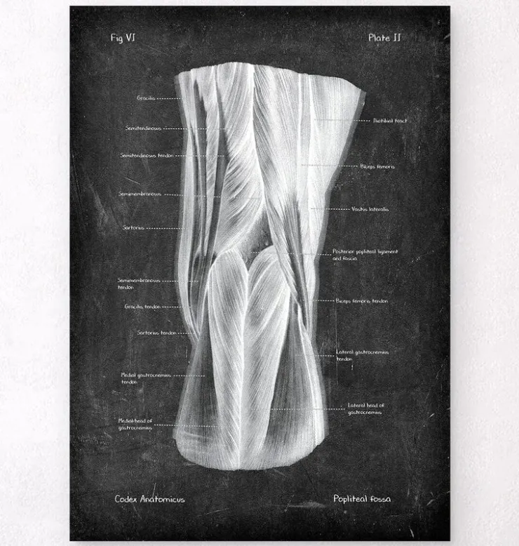 Kniekehle Anatomie - Chalkboard | Codex Anatomicus Online