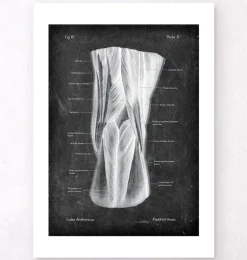 Kniekehle Anatomie - Chalkboard | Codex Anatomicus Online