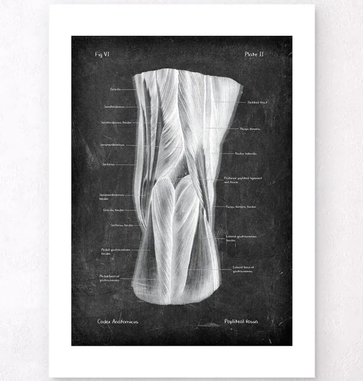Kniekehle Anatomie - Chalkboard | Codex Anatomicus Online