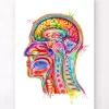 Kopf Abschnitt Anatomie - Aquarell | Codex Anatomicus Online