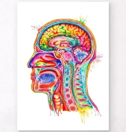 Kopf Abschnitt Anatomie - Aquarell | Codex Anatomicus Online