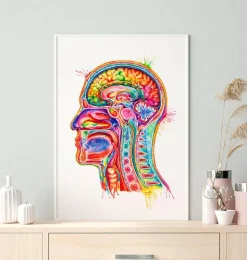 Kopf Abschnitt Anatomie - Aquarell | Codex Anatomicus Online