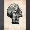 Kopf Anatomie Druck | Codex Anatomicus Best