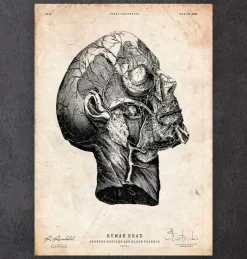 Kopf Anatomie Druck | Codex Anatomicus Best