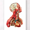 Kopf anatomie I - Geometrisch | Codex Anatomicus Best