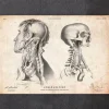 Kopf Anatomie IV | Codex Anatomicus Sale