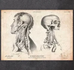 Kopf Anatomie IV | Codex Anatomicus Sale