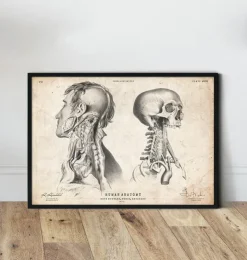 Kopf Anatomie IV | Codex Anatomicus Sale