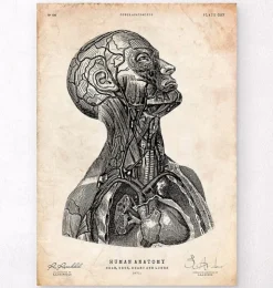 Kopf anatomie VI | Codex Anatomicus Online