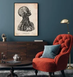 Kopf anatomie VI | Codex Anatomicus Online