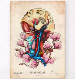 Kopf, Hals und Arterien - Floral - Altes Papier | Codex Anatomicus Discount