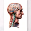 Kopf und Gehirn - Geometrisch | Codex Anatomicus Best