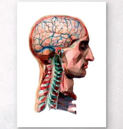 Kopf und Gehirn - Geometrisch | Codex Anatomicus Best