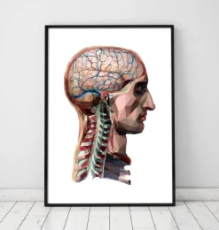 Kopf und Gehirn - Geometrisch | Codex Anatomicus Best