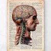 Kopf und Gehirn Anatomie - Altes Wörterbuch | Codex Anatomicus Clearance