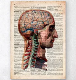 Kopf und Gehirn Anatomie - Altes Wörterbuch | Codex Anatomicus Clearance